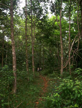 Bosque Tropical del Toro, photo by Andrew Rothman