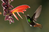 Rufous tailed Hummingbird, photo by Yehudi Hernandez