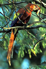 Scarlet Macaw, photo by Luiz Claudio Marigo