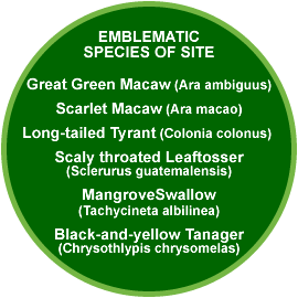 Maquenque Eco-lodge emblematic species