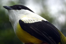White-collared Manakin, photo by Andrew Rothman