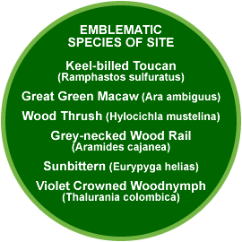 Selva Verde emblematic species