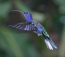 Violet Sabrewing, photo by Dave Edwards